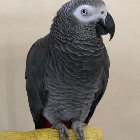 Missing Parrot, Parakeet Birds in Ilford