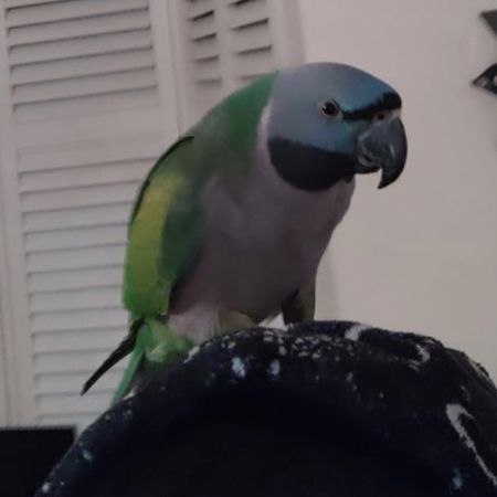 Missing Parrot, Parakeet Birds in Ilford