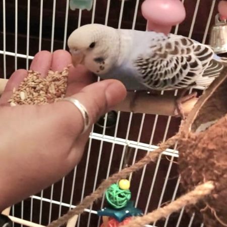 Missing Budgie Birds in Edgware