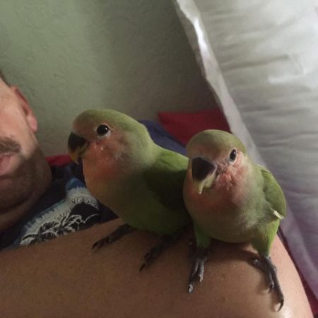 Missing Lovebird Birds in Killamarsh