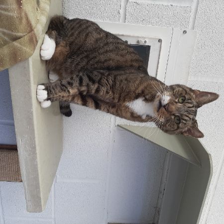 Missing Domestic Short Hair Cats in Dorchester 