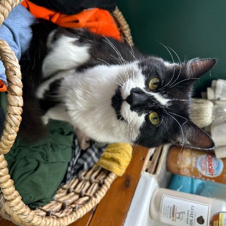 Missing Semi-Long Hair Cats in Headcorn