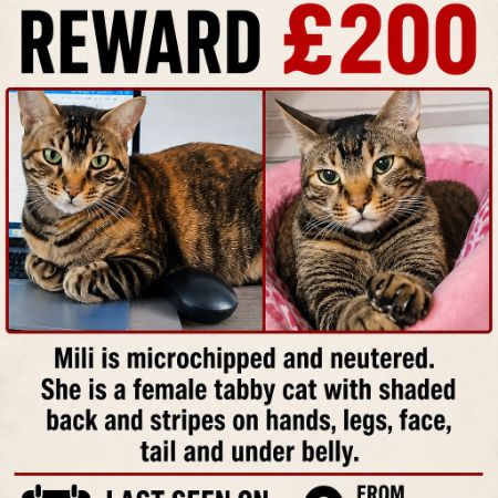 Missing Domestic Short Hair Cats in Dagenham 