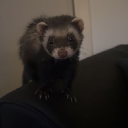 Missing Unknown - Other Ferrets in Glasgow