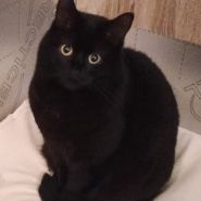 Missing Unknown - Other Cats in Bedford