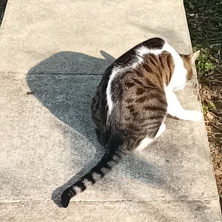 Missing Domestic Short Hair Cats in Tilbury Juxta Clare