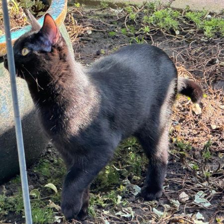 Missing Mixed Breed Cats in Howden