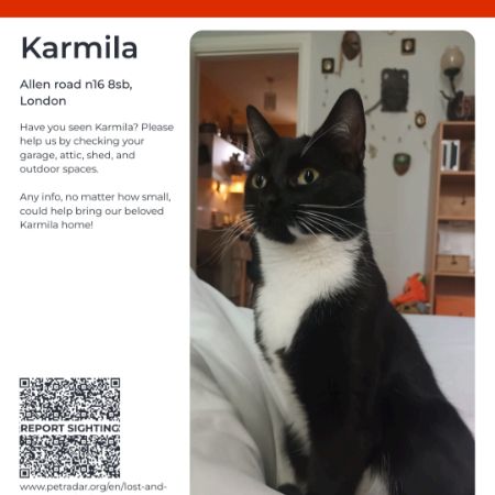 Missing Domestic Short Hair Cats in London