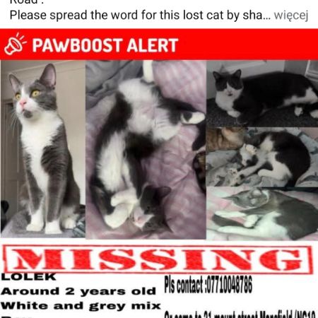 Missing Mixed Breed Cats in Mansfield