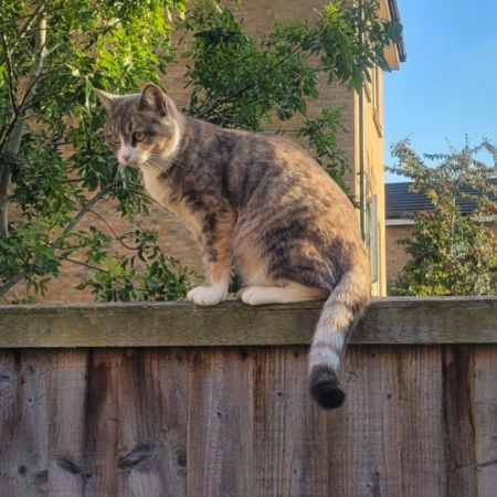 Missing Tabby Cats in Romford