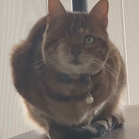 Missing Bengal Cats in Glan Llyn