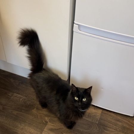 Missing Norwegian Forest Cats in Stourport On Severn