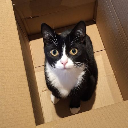 Missing Moggy Cats in Chilworth