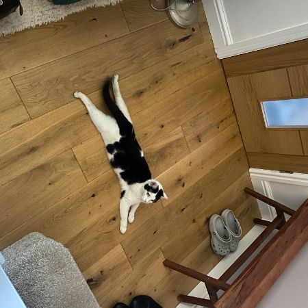 Missing Domestic Short Hair Cats in Huddersfield