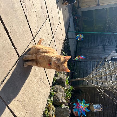 Missing British Short Hair Cats in Grassmoor 