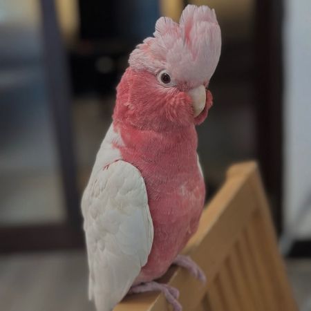 Missing Parrot, Parakeet Birds in Wembley London