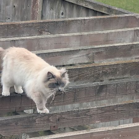 Missing Ragdoll Cats in Norwich 