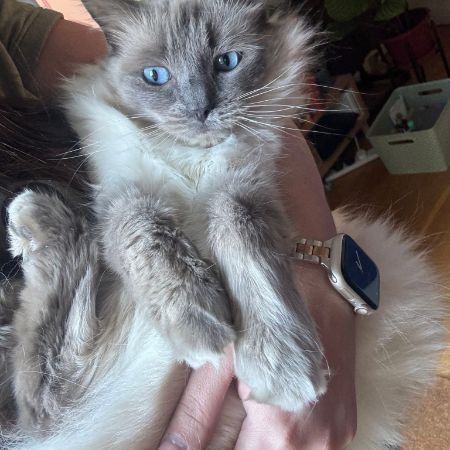 Missing Ragdoll Cats in Biddenden
