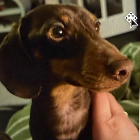 Missing Dachshund Dogs in Chislehurst