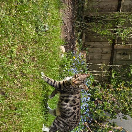 Missing Bengal Cats in Sheffield