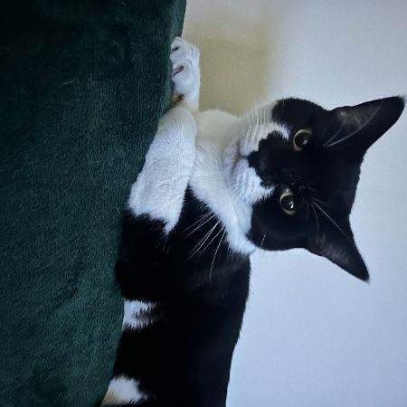 Missing Domestic Short Hair Cats in Littlehampton 