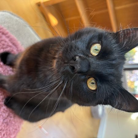 Missing Domestic Short Hair Cats in Pyle Bridgend
