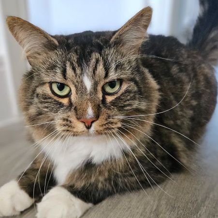 Missing Tabby Cats in Deepcut