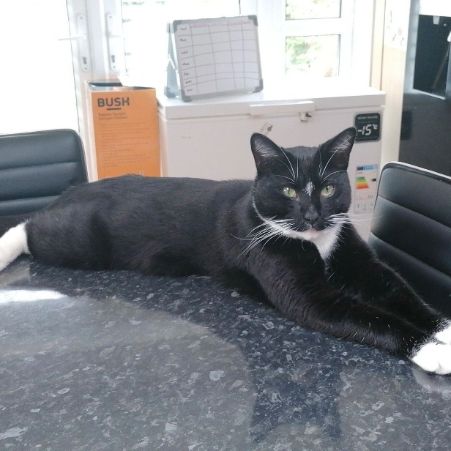 Missing British Short Hair Cats in Erdington- Birmingham 