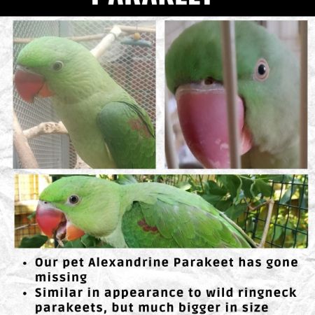 Missing Parrot, Parakeet Birds in West Bromwich