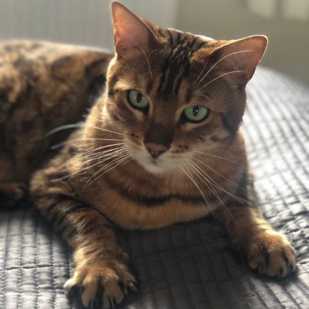 Missing Bengal Cats in Runwell / Wickford