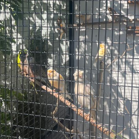 Missing Canary Birds in Willerby