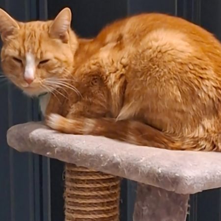 Missing Domestic Short Hair Cats in Reading