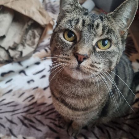 Missing Domestic Short Hair Cats in Rayleigh