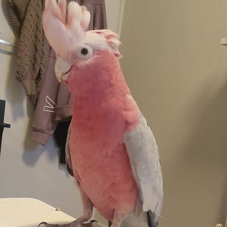 Missing Parrot, Parakeet Birds in Maryport