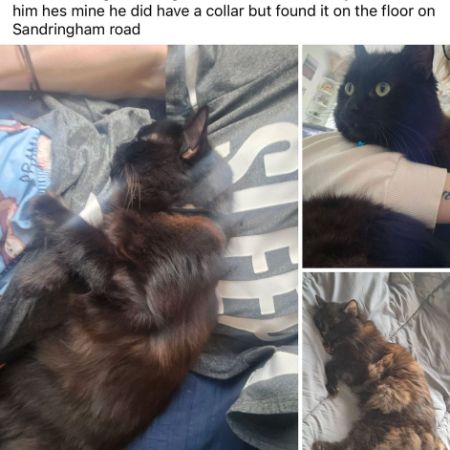 Missing Ragdoll Cats in Bredbury 