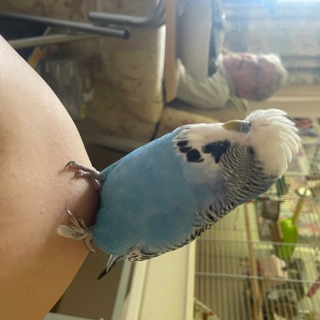 Missing Budgie Birds in Sutton Bonington 