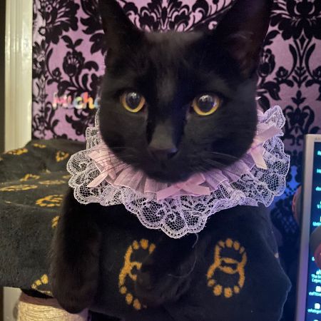 Missing Unknown - Other Cats in Mearnskirk
