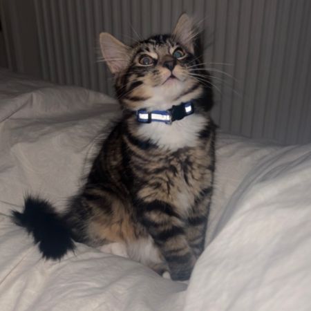 Missing Tabby Cats in Wheaton Aston