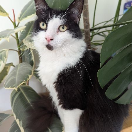 Missing Semi-Long Hair Cats in MILTON KEYNES