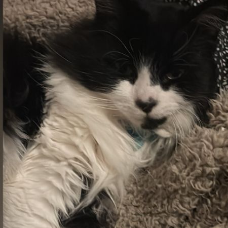Missing Unknown - Other Cats in Littlehampton 