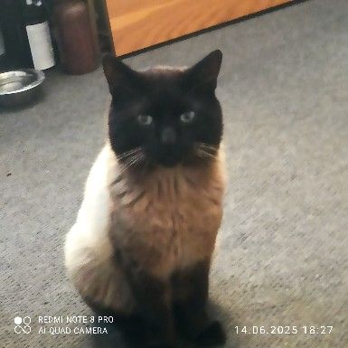 Missing Siamese Cats in Leyton