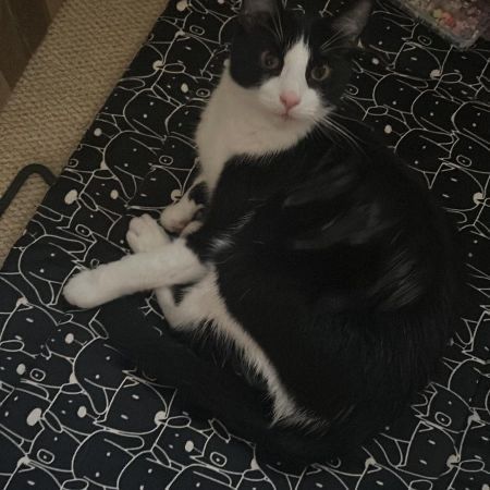 Missing Domestic Short Hair Cats in Holyport