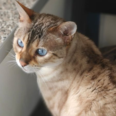 Missing Bengal Cats in Birmingham