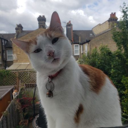 Missing British Short Hair Cats in Tooting Bec