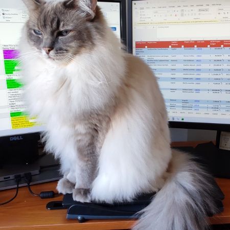 Missing Ragdoll Cats in Radlett