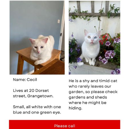 Missing British Short Hair Cats in Cardiff