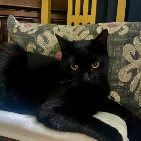 Missing British Short Hair Cats in E18 1DP
