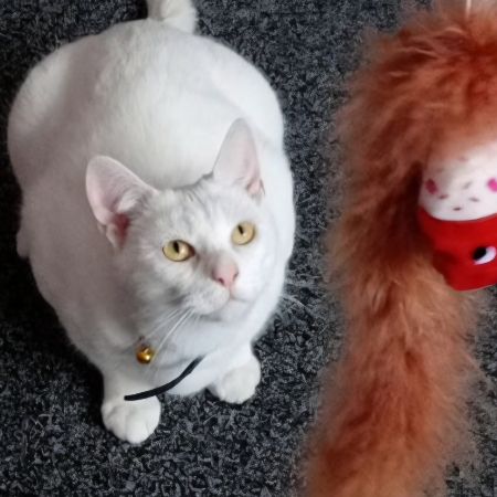 Missing Domestic Short Hair Cats in Pontypridd 