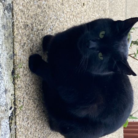 Missing Moggy Cats in Carnforth 