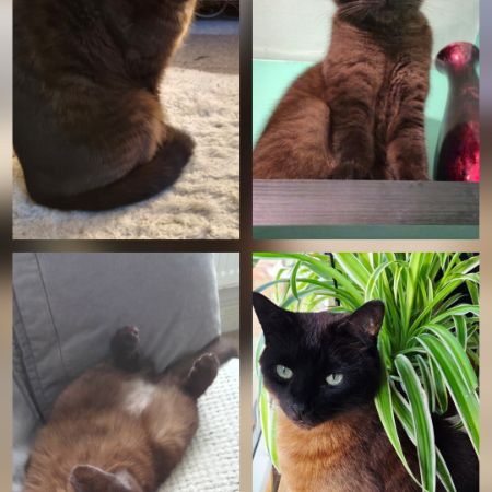 Missing Burmese Cats in Basingstoke